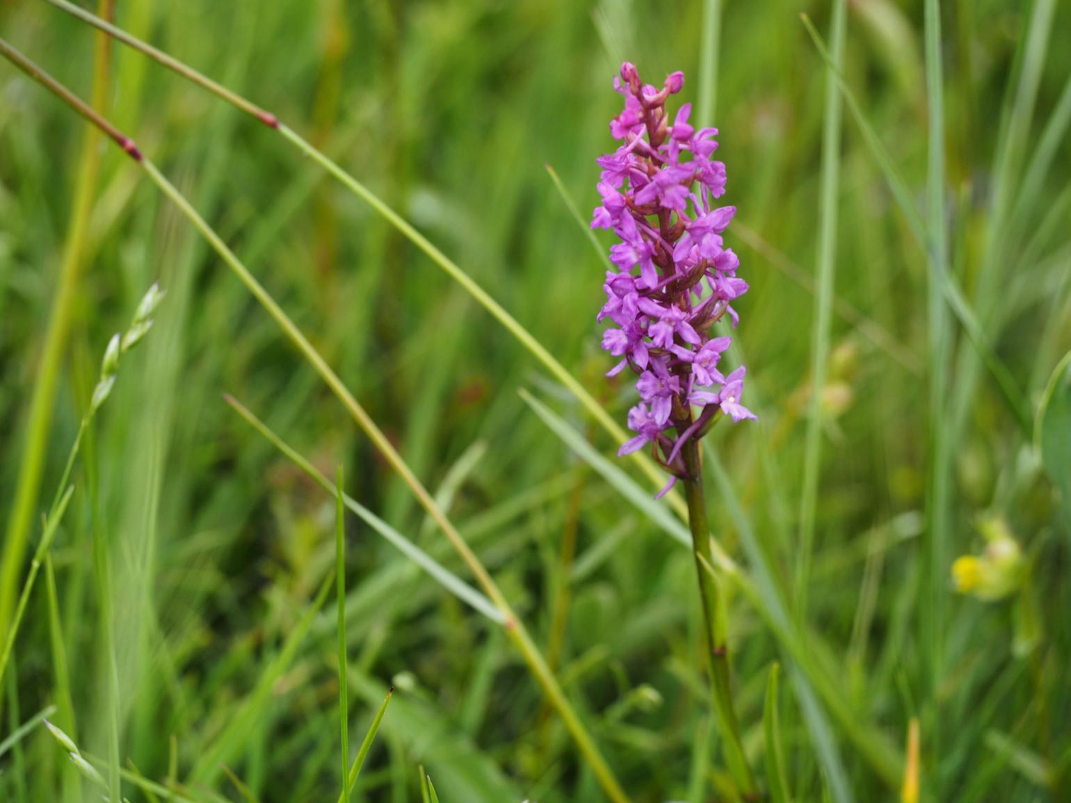 Orchid, Fragrant